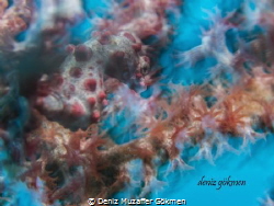 pygmee seahorse with colourful by Deniz Muzaffer Gökmen 